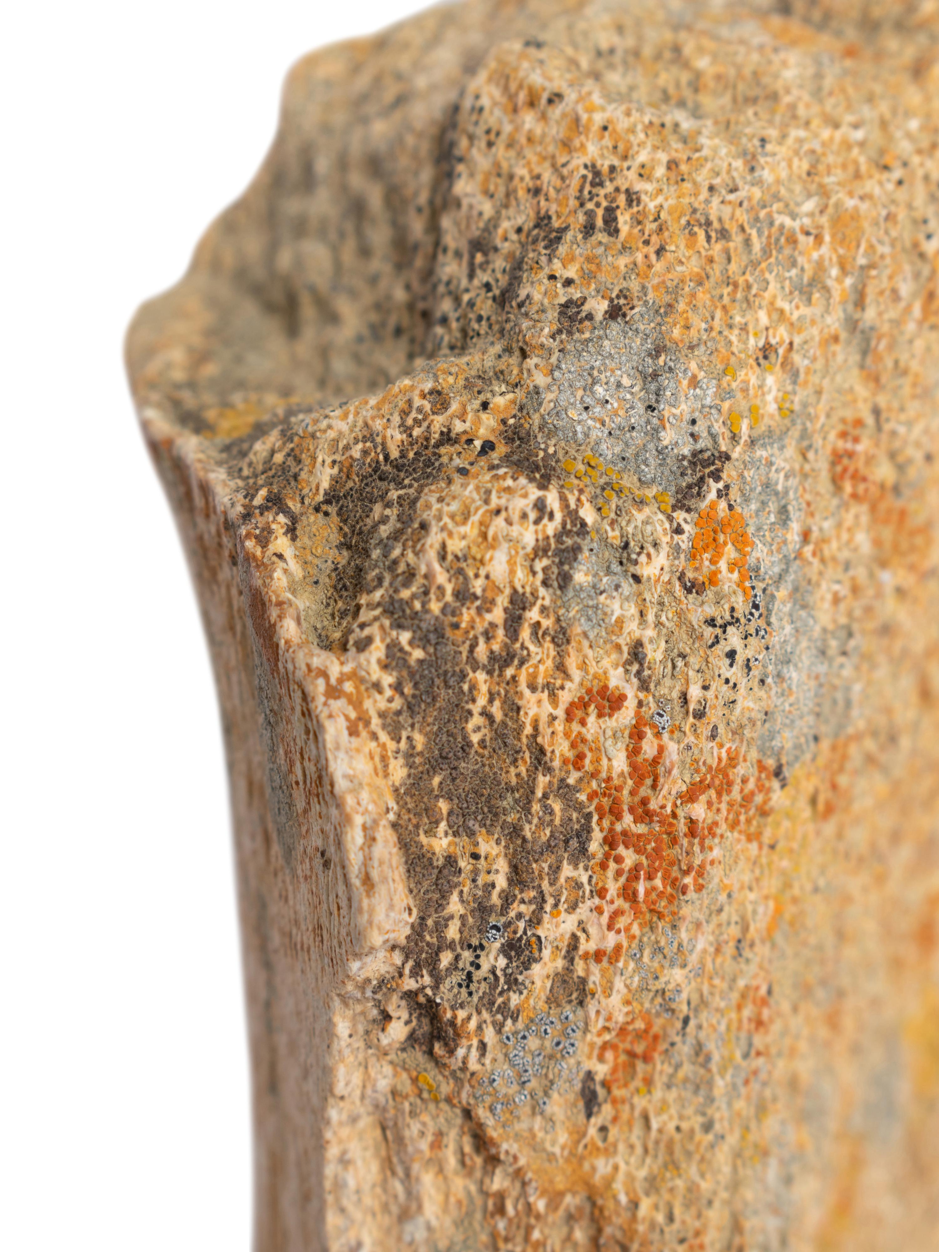 (History) A group of materials relating to dinosaurs, comprising: