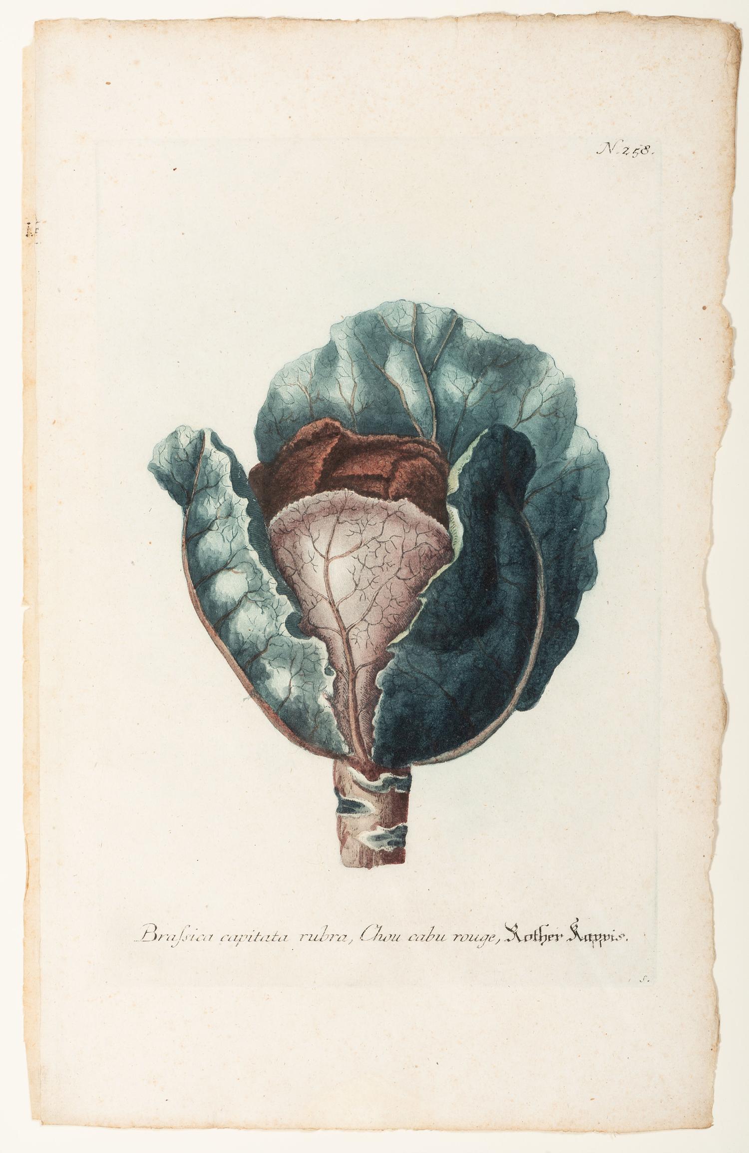 Nine Vegetable Aquatints
