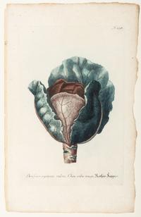 Nine Vegetable Aquatints