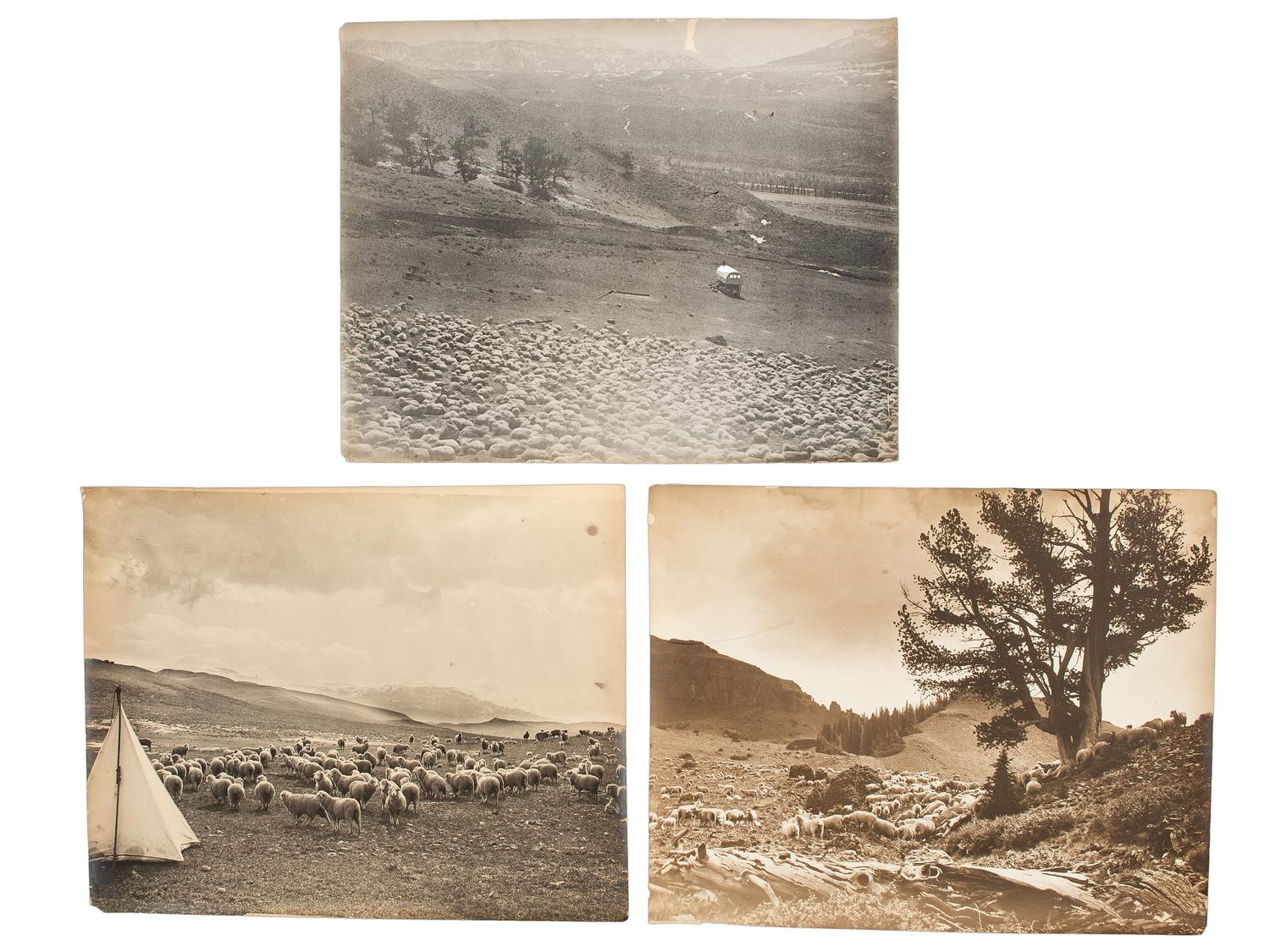 [WESTERN AMERICANA]. BELDEN, Charles J. (1888-1963), photographer. A group of 6 photographs of sheep herds in Wyoming. Pitchfork Ranch, WY, ca 1910s-1940s.