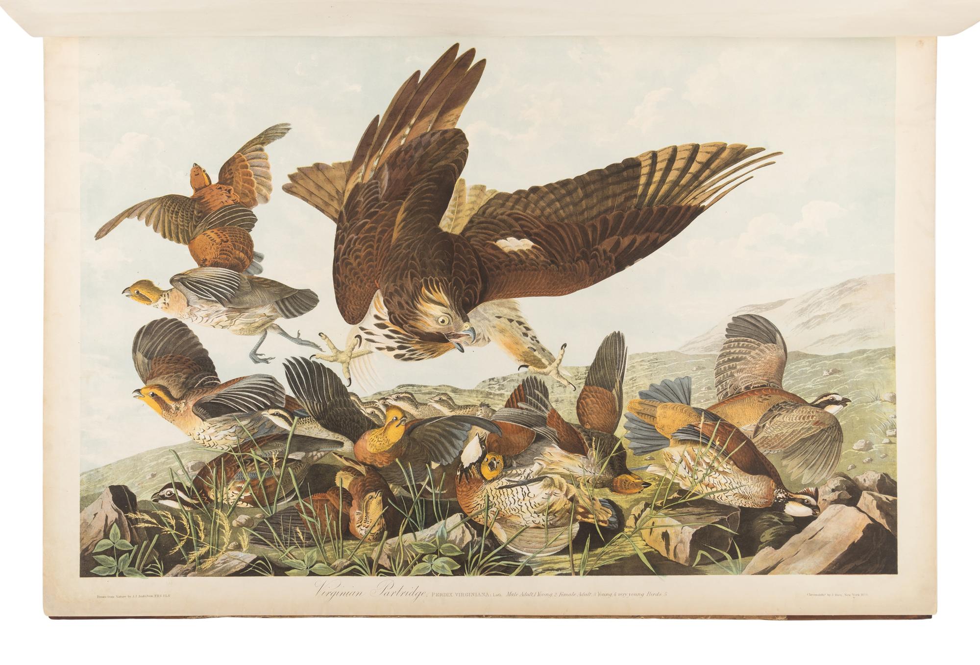 AUDUBON, John James (1785-1851). The Birds of America, from Original Drawings by John James Audubon...Reissued by J [ ohn ] W [ oodhouse ] Audubon . New York: Roe Lockwood & Son, 1860.