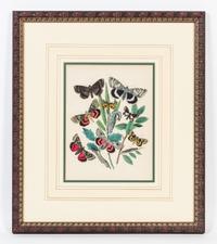 A Set of Four Handcolored Engravings Height of each 20 x width 17 inches.