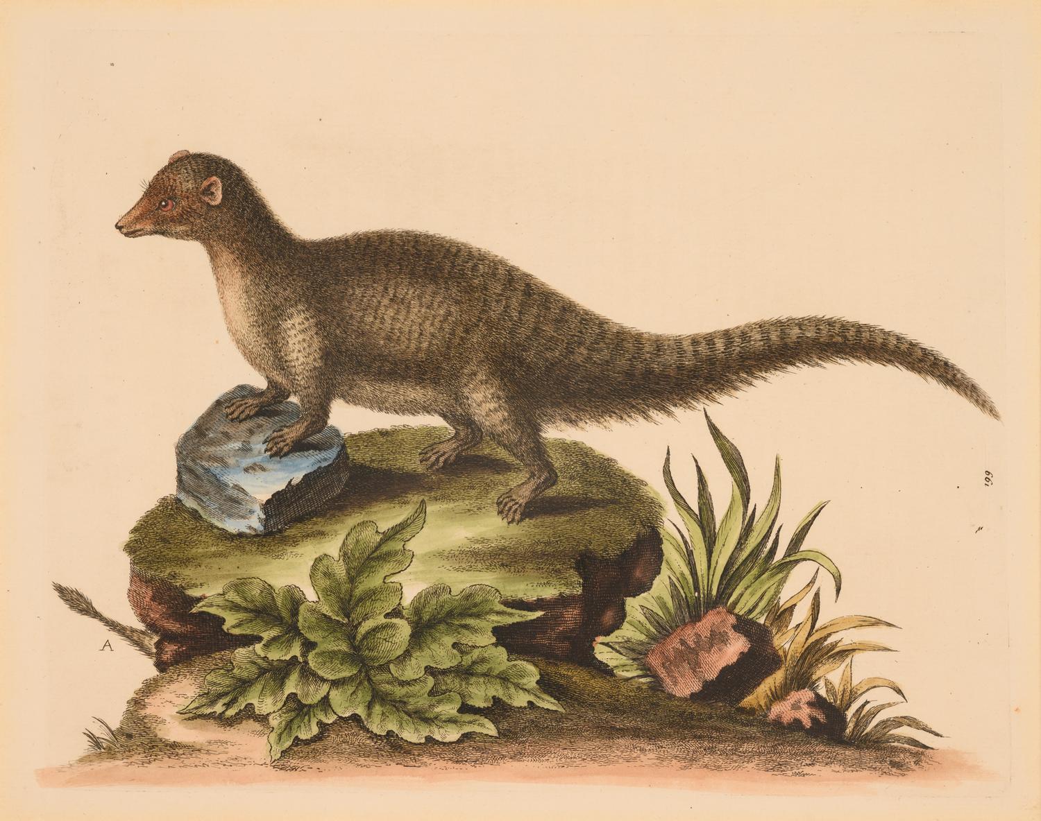 Seven English Hand-Colored Engravings After George Edwards (English, 1694-1773)