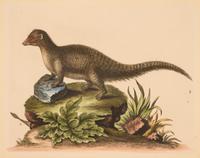 Seven English Hand-Colored Engravings After George Edwards (English, 1694-1773)