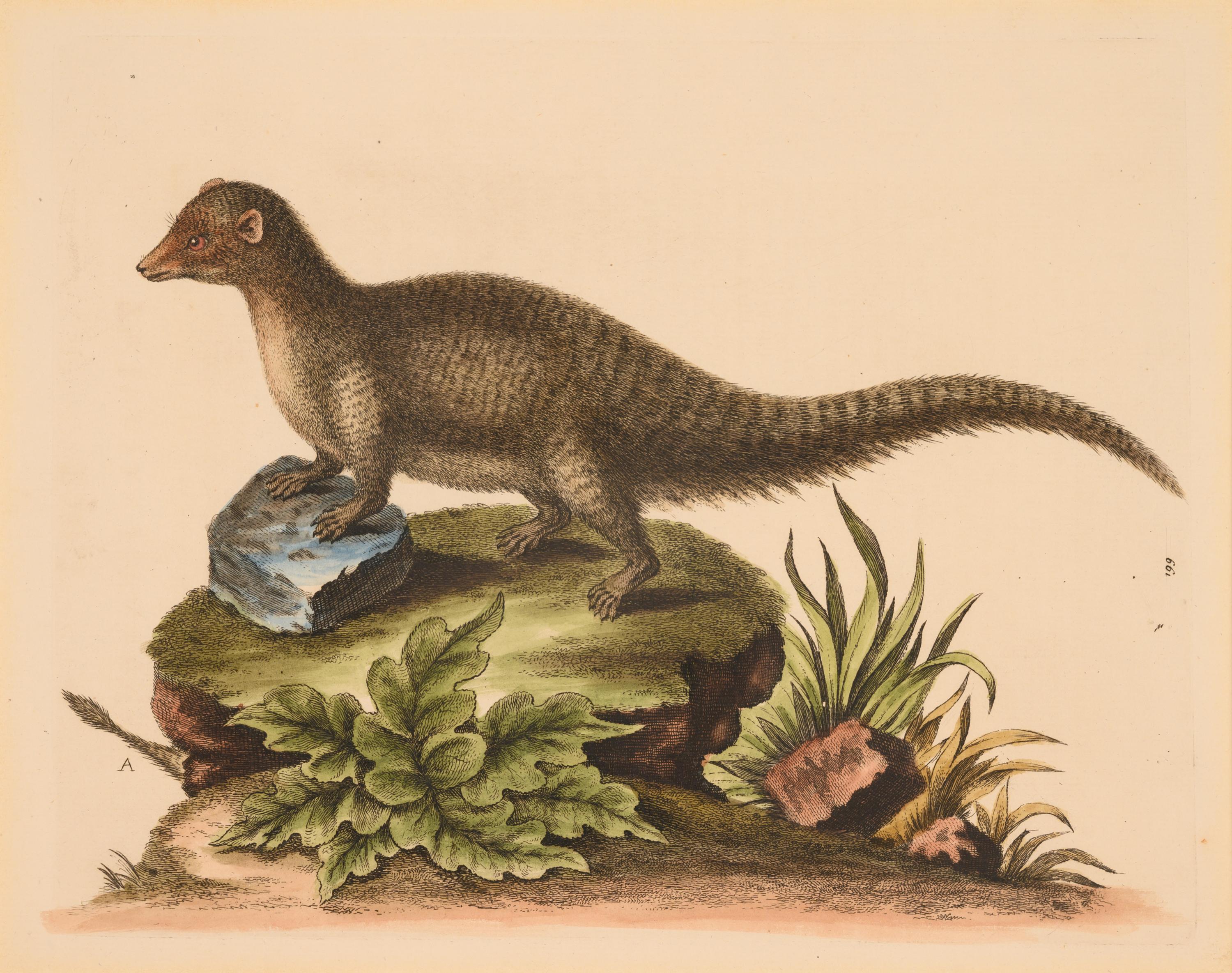 Seven English Hand-Colored Engravings After George Edwards (English, 1694-1773)