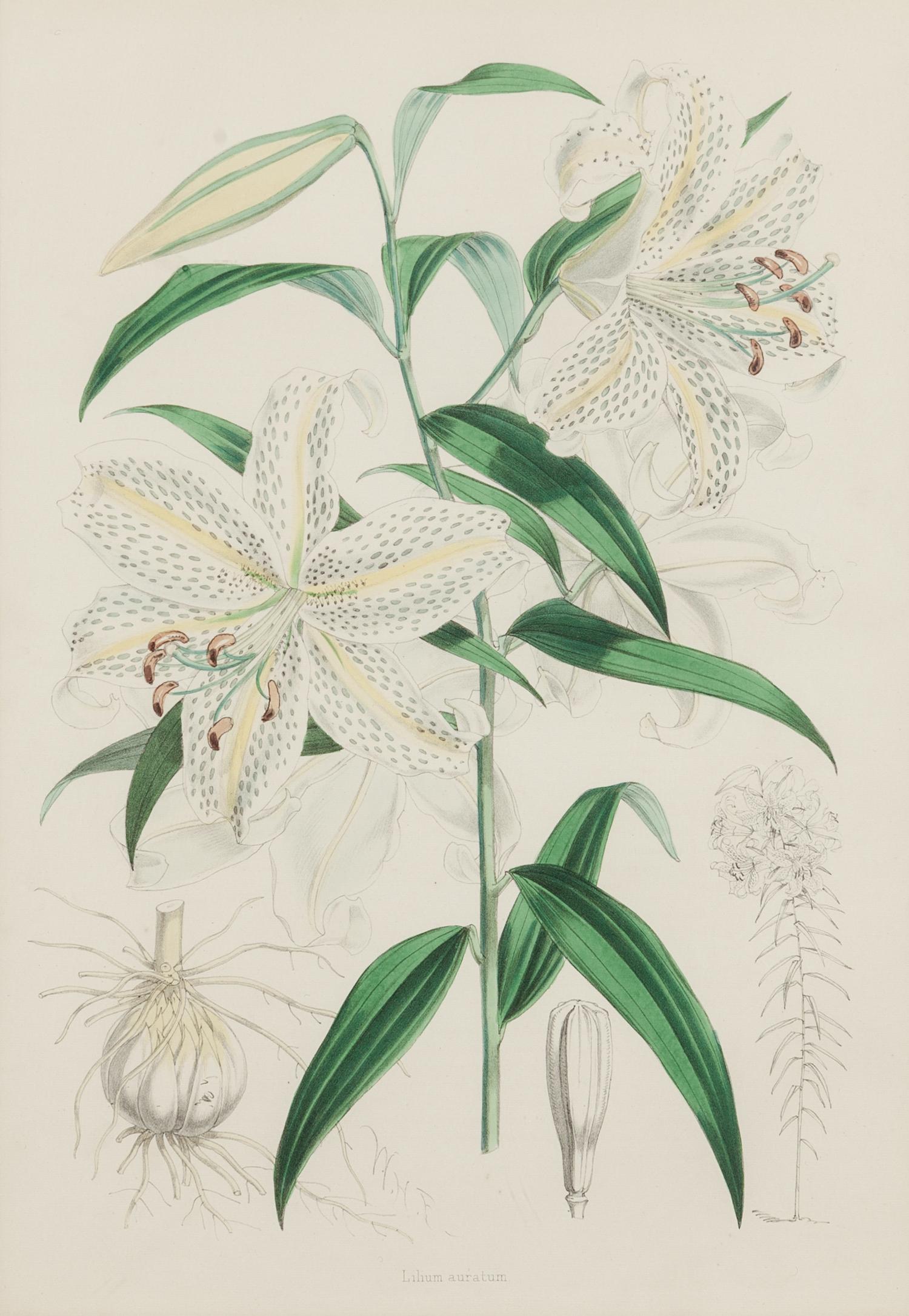[LILIES]. 4 prints from H. J. Elwes's A Monograph On The Genus Lilium