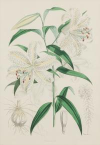 [LILIES]. 4 prints from H. J. Elwes's A Monograph On The Genus Lilium