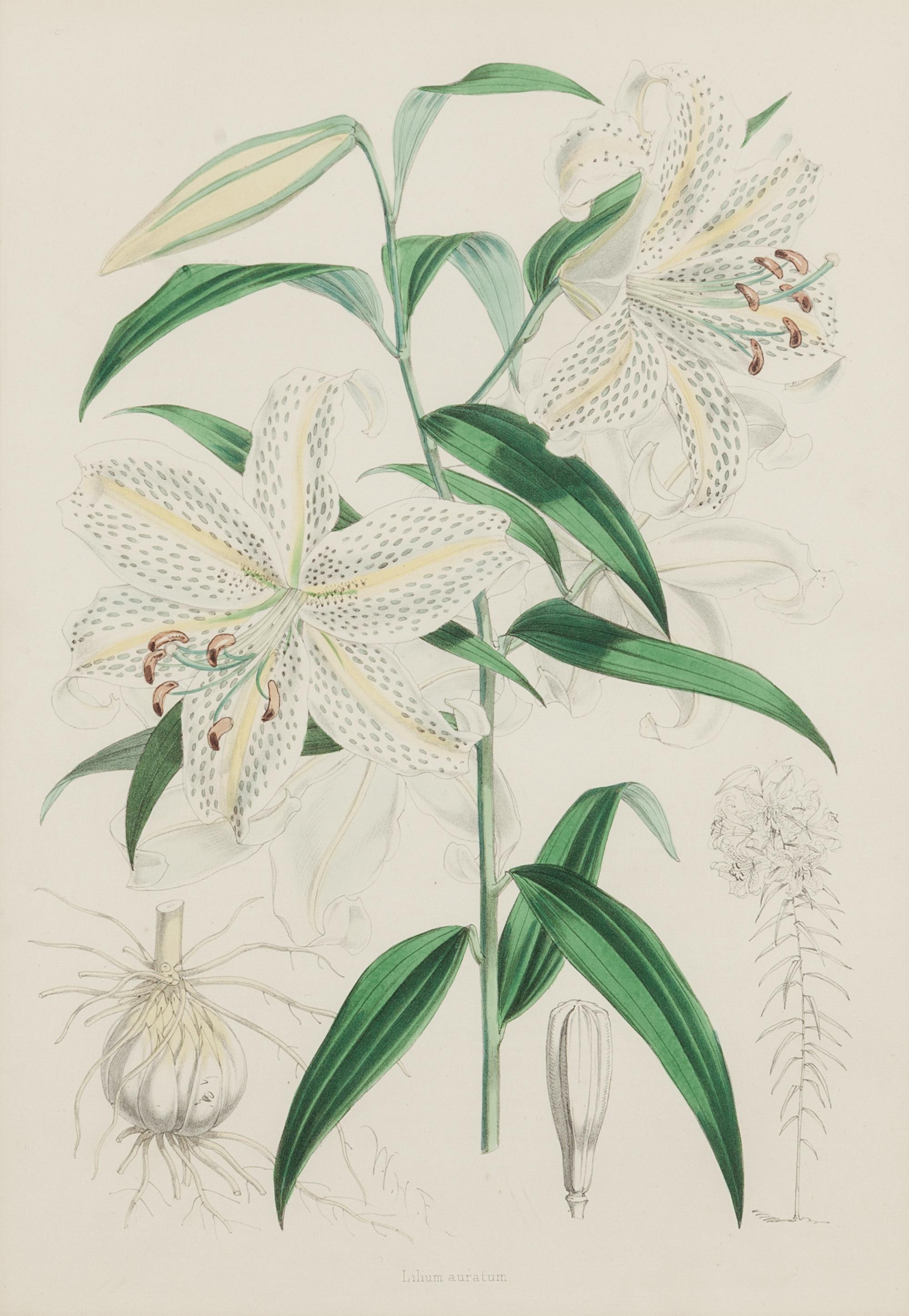[LILIES]. 4 prints from H. J. Elwes's A Monograph On The Genus Lilium