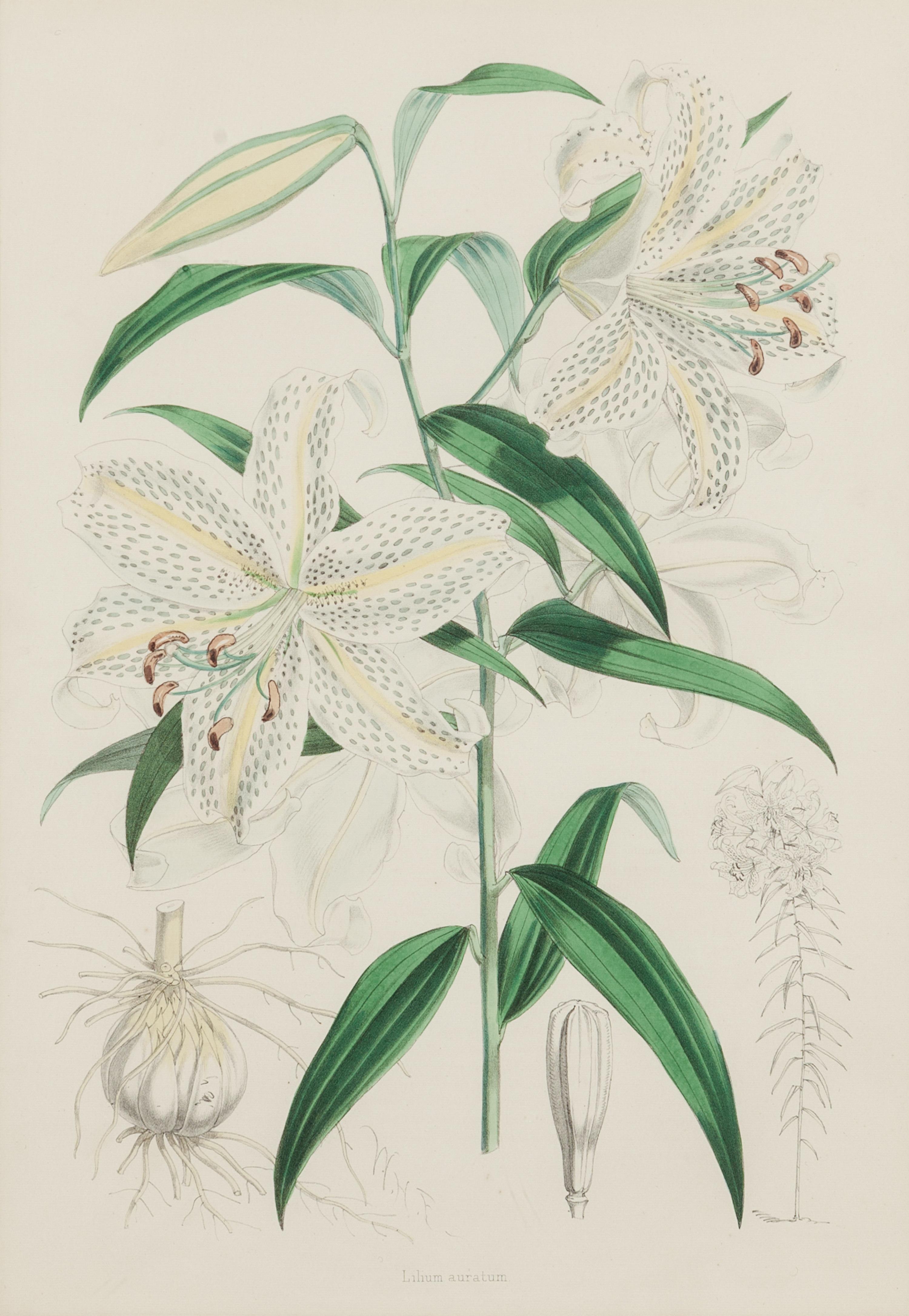 [LILIES]. 4 prints from H. J. Elwes's A Monograph On The Genus Lilium