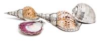 A Group of Four Silver Plated Shells Length of longest 11 3/4 inches. — 20TH CENTURY