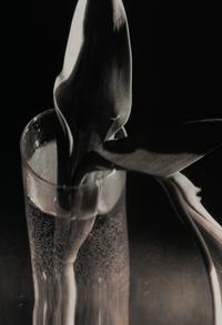 Melancholic Tulip, 1939; printed mid 1970s