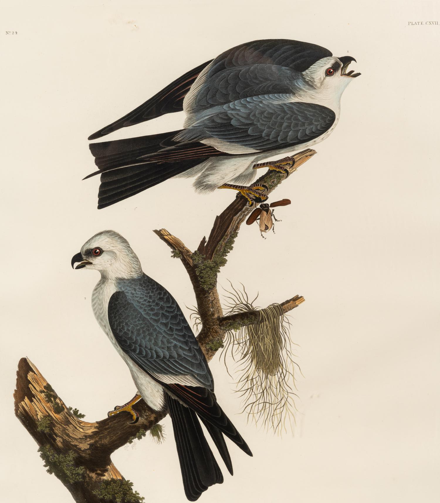 AUDUBON, John James (1785-1851) Mississippi Kite (Plate CXVII) Falco plumbeus