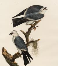 AUDUBON, John James (1785-1851) Mississippi Kite (Plate CXVII) Falco plumbeus
