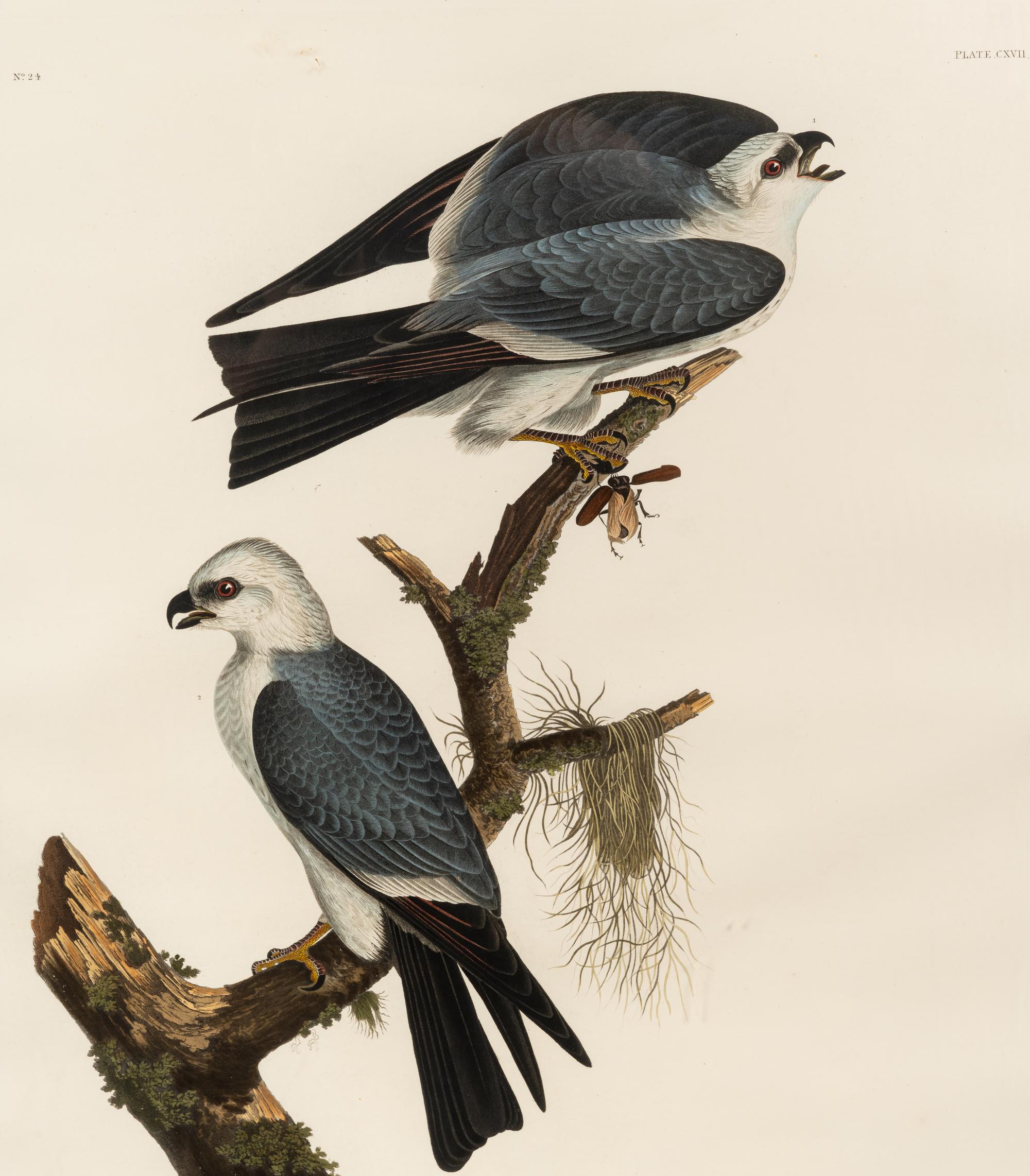 AUDUBON, John James (1785-1851) Mississippi Kite (Plate CXVII) Falco plumbeus