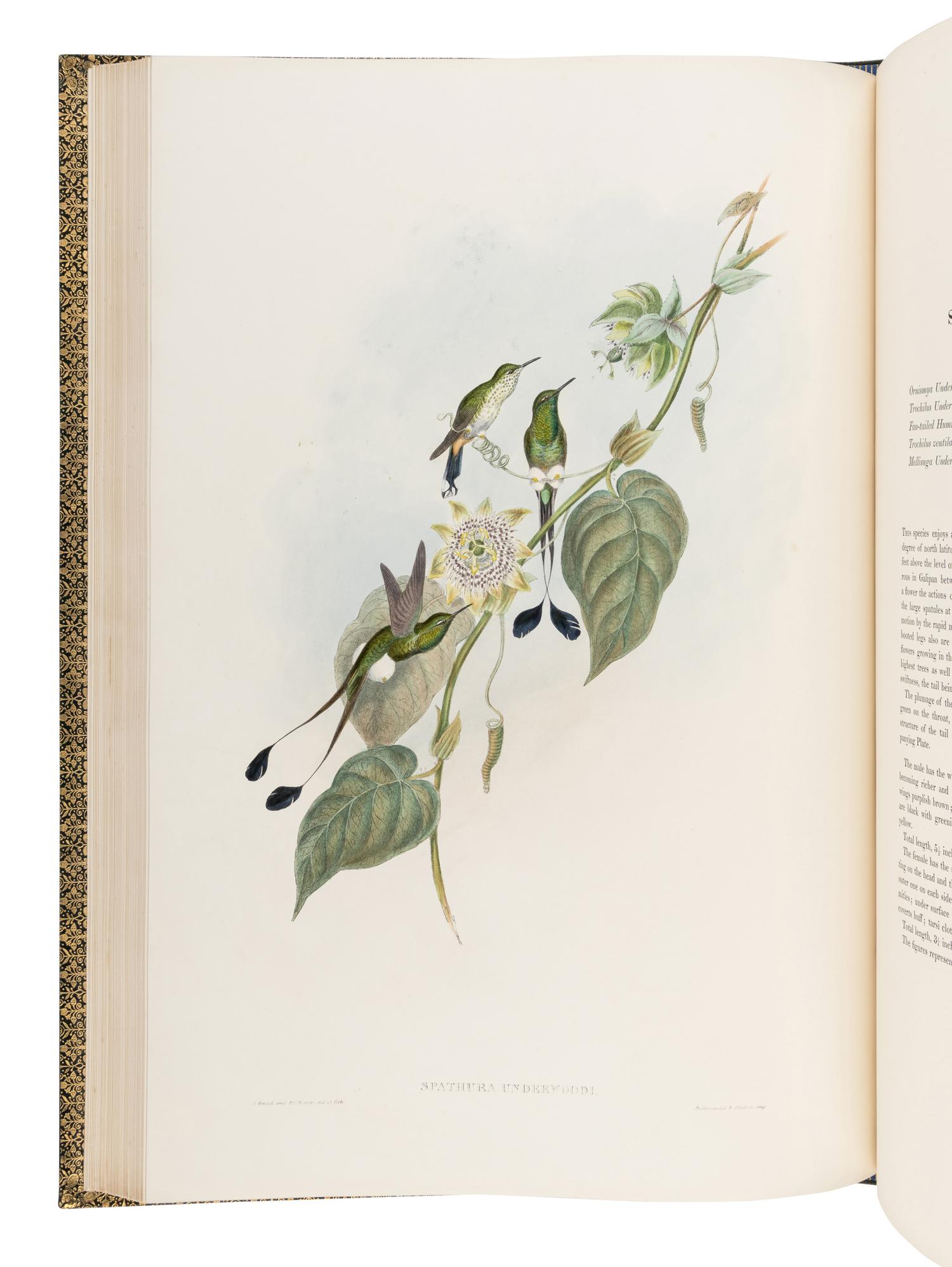 GOULD, John (1804-1881). A Monograph of the Trochilidae, or Family of Humming-Birds . London: Taylor and Francis for the Author, [1849]-1861.