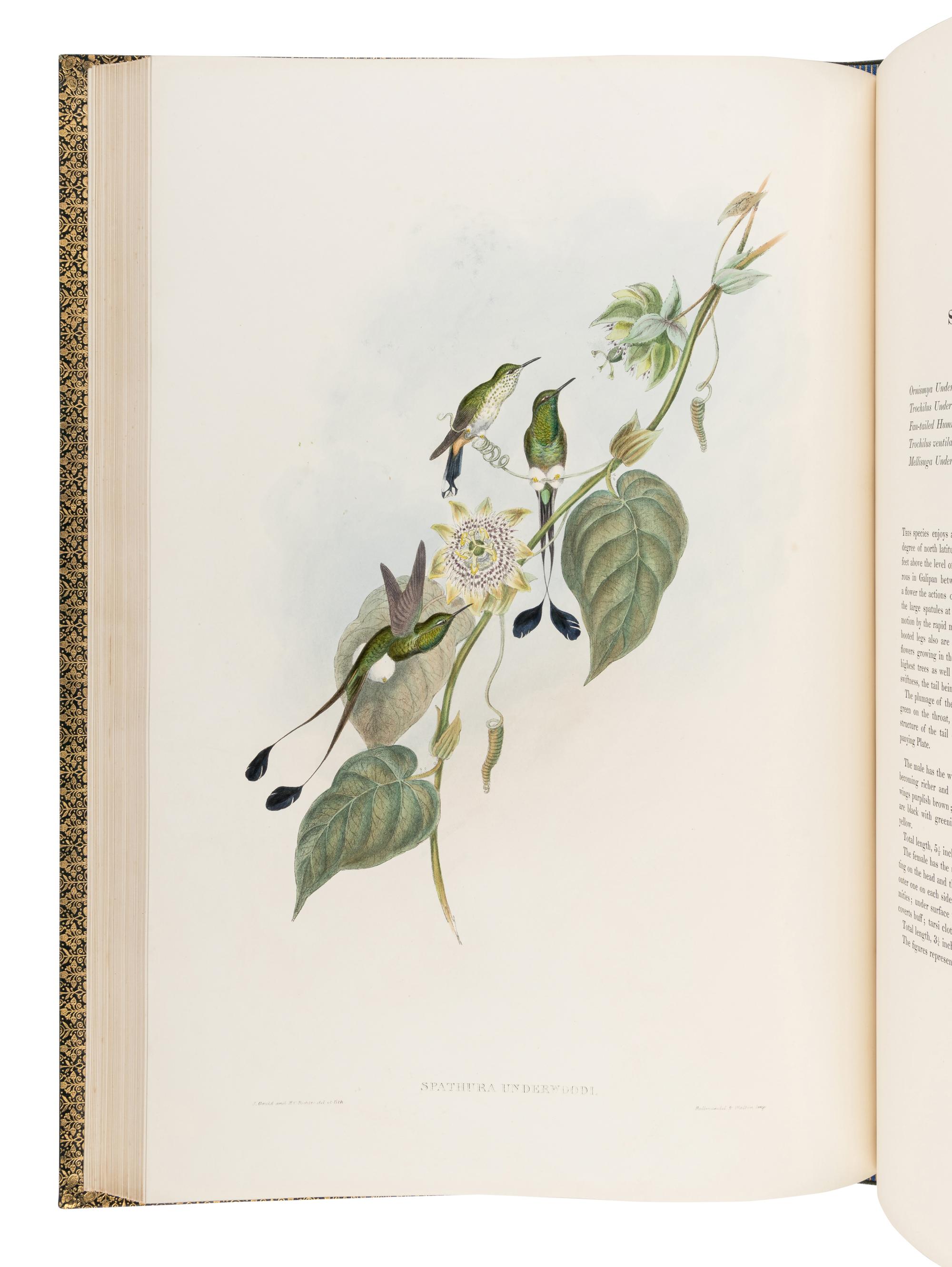 GOULD, John (1804-1881). A Monograph of the Trochilidae, or Family of Humming-Birds . London: Taylor and Francis for the Author, [1849]-1861.