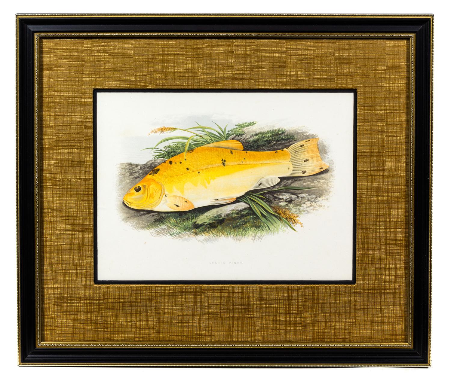 Two Ichthyological Prints Each 9 1/8 x 12 3/8 (visible).