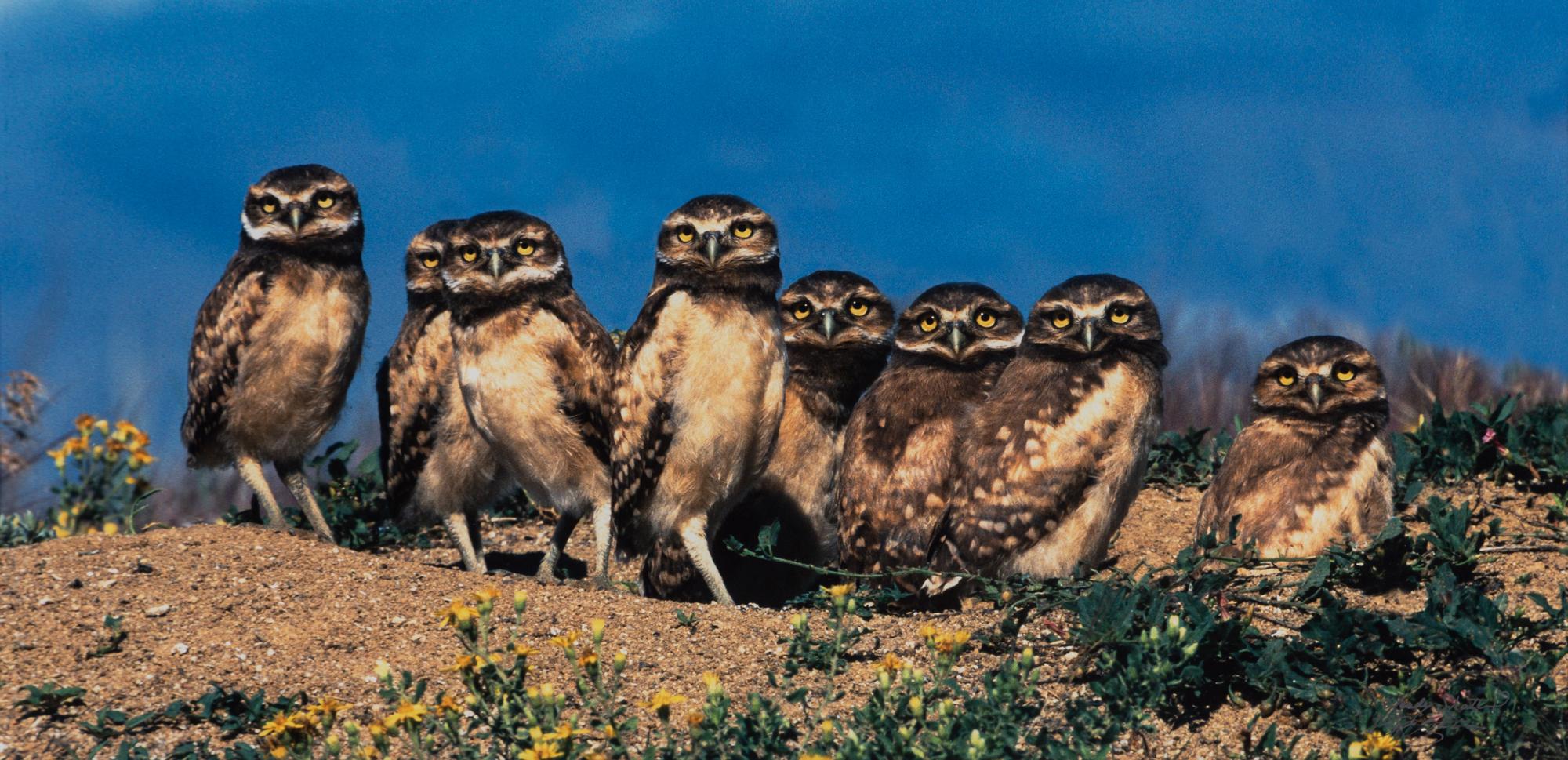 Prairie Vision: Images from a Sea of Grass (2002) Twenty Color Photographs