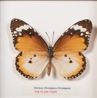 Thirty-One Framed Lepidopterological Specimens