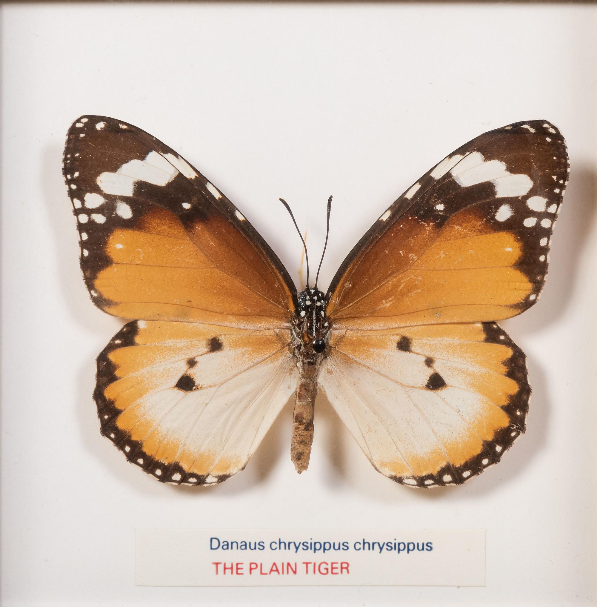 Thirty-One Framed Lepidopterological Specimens