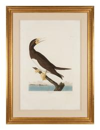 AUDUBON, John James (1785-1851)