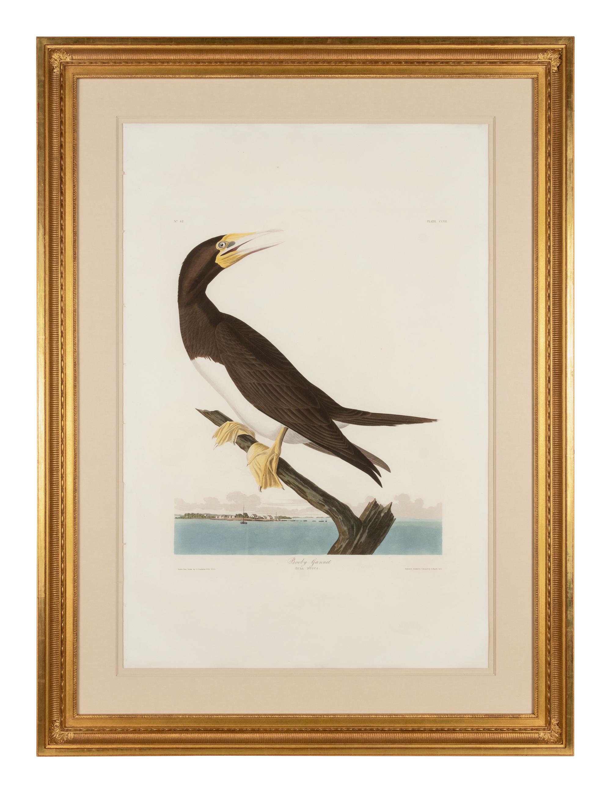 AUDUBON, John James (1785-1851)