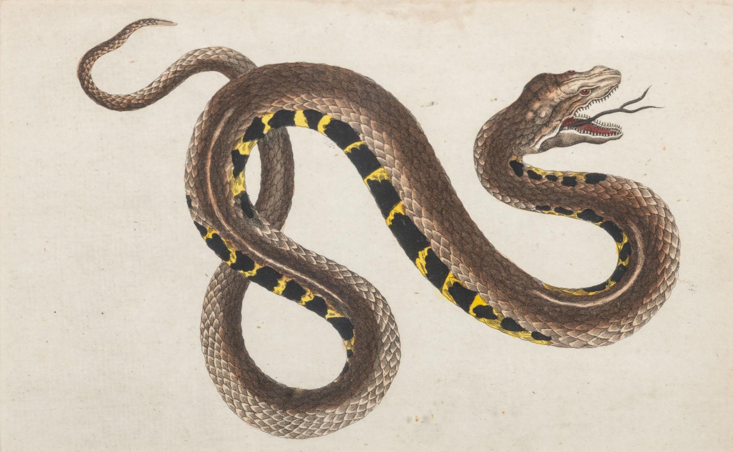 Seven Intaglio Prints of Reptiles