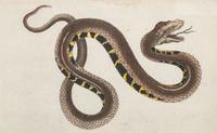 Seven Intaglio Prints of Reptiles