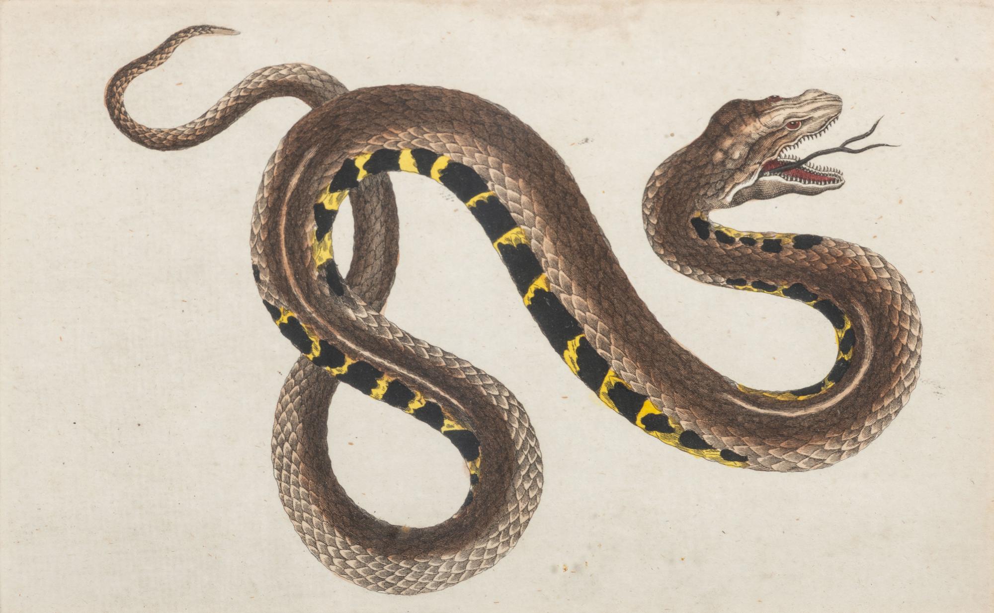 Seven Intaglio Prints of Reptiles