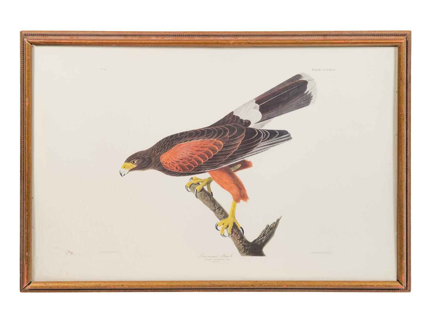 After John James Audubon, 20th Century