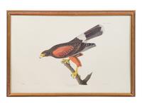 After John James Audubon, 20th Century