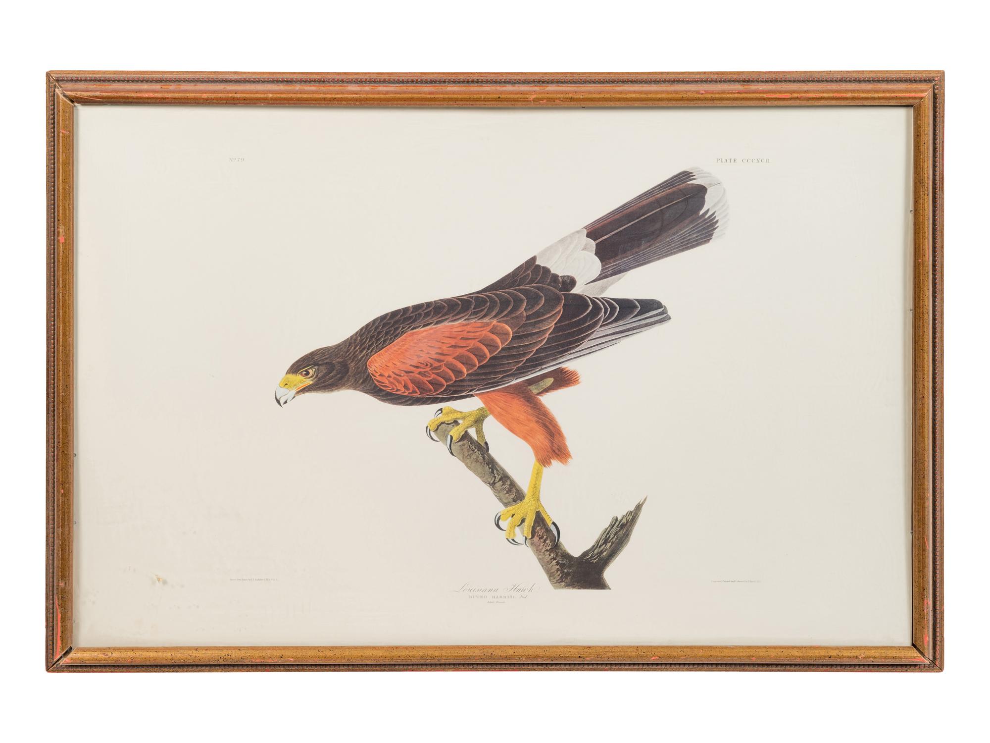 After John James Audubon, 20th Century