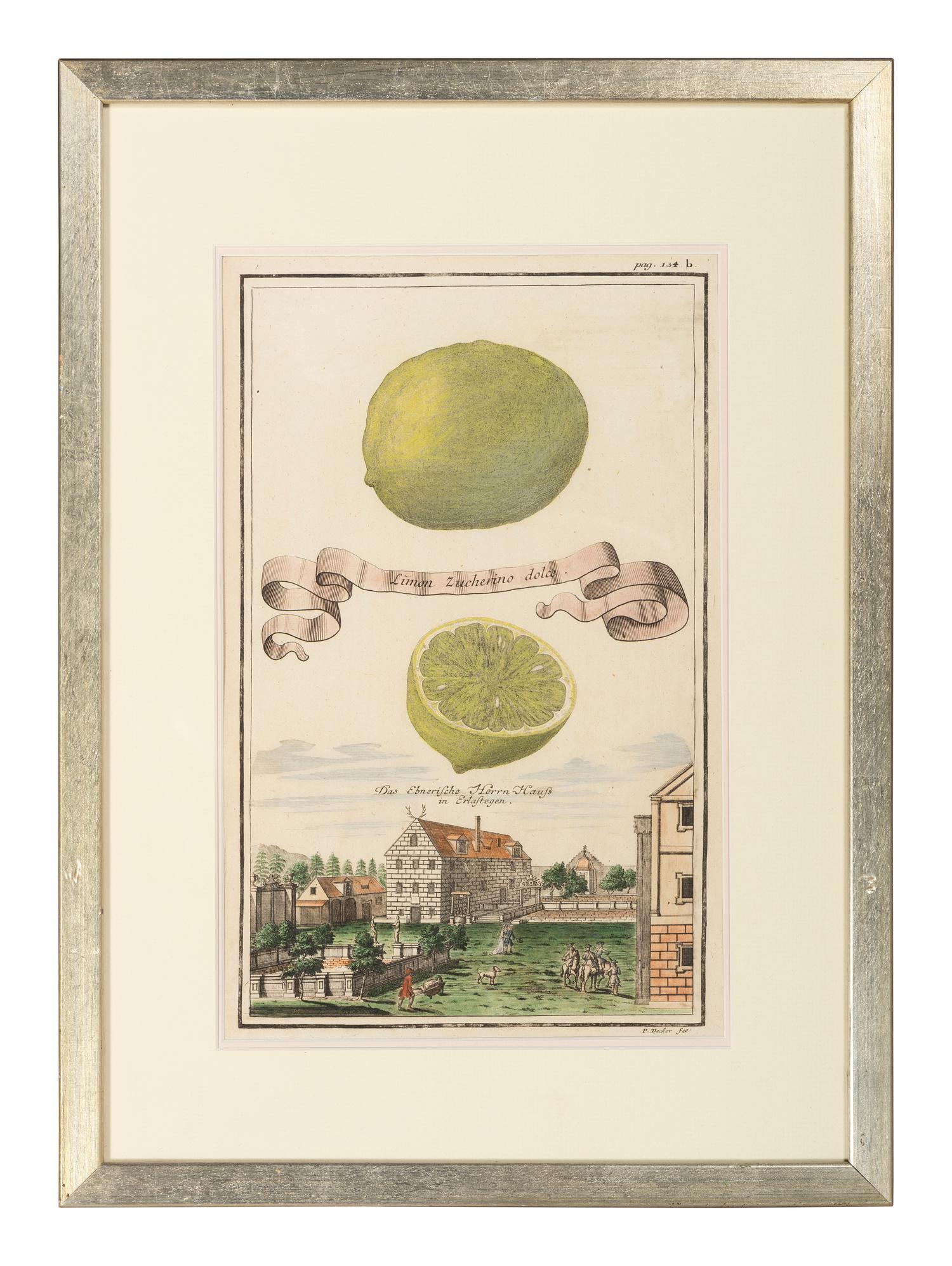 Six Hand-Colored Citrus Fruit Engravings