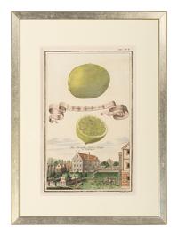 Six Hand-Colored Citrus Fruit Engravings