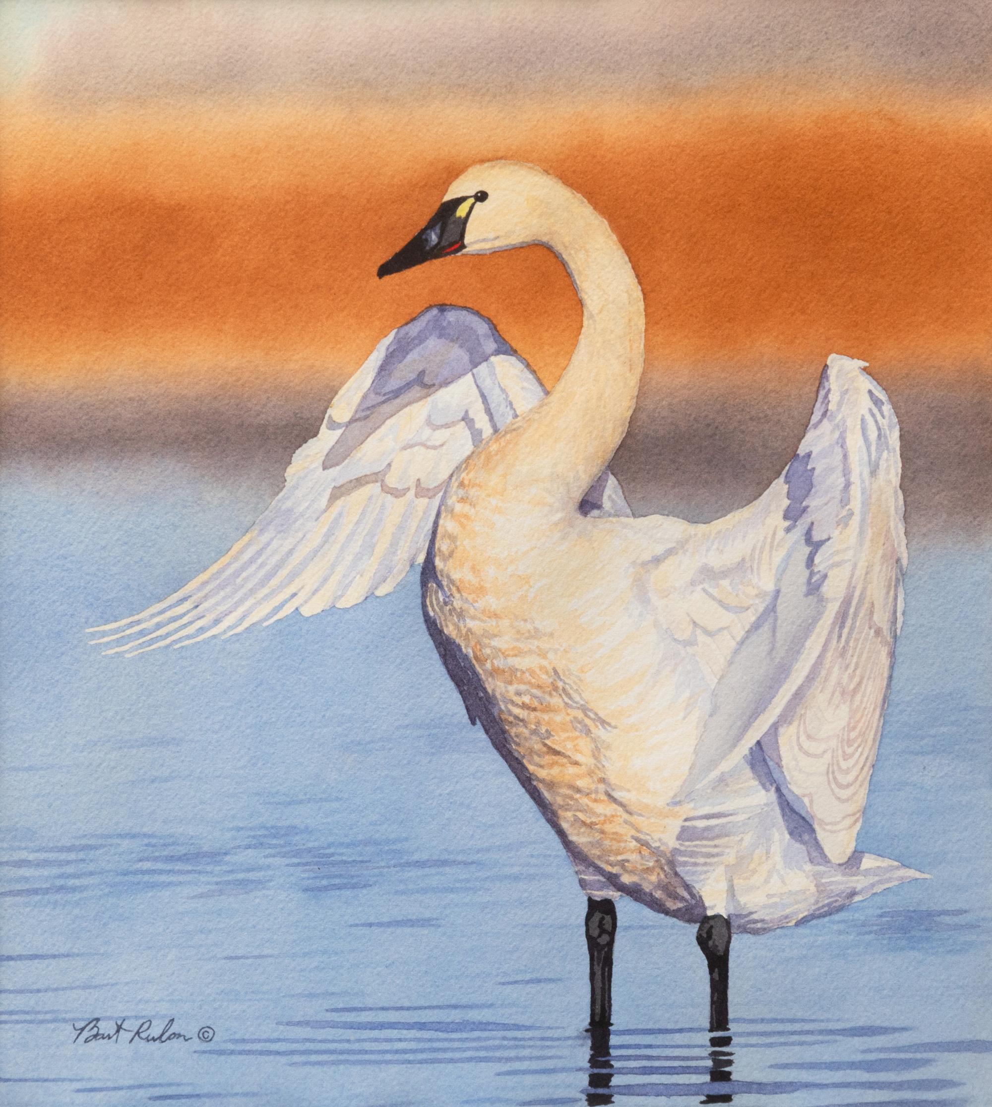 Tundra Swan , 2004