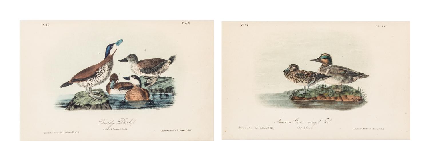 (AUDUBON, JOHN JAMES, after) BOWEN, J.T. A group of 10 lithographs from the octavo edition of Audubon's Birds of America.