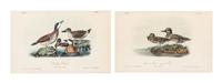 (AUDUBON, JOHN JAMES, after) BOWEN, J.T. A group of 10 lithographs from the octavo edition of Audubon's Birds of America.