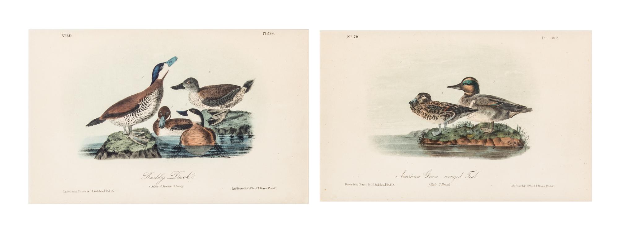 (AUDUBON, JOHN JAMES, after) BOWEN, J.T. A group of 10 lithographs from the octavo edition of Audubon's Birds of America.