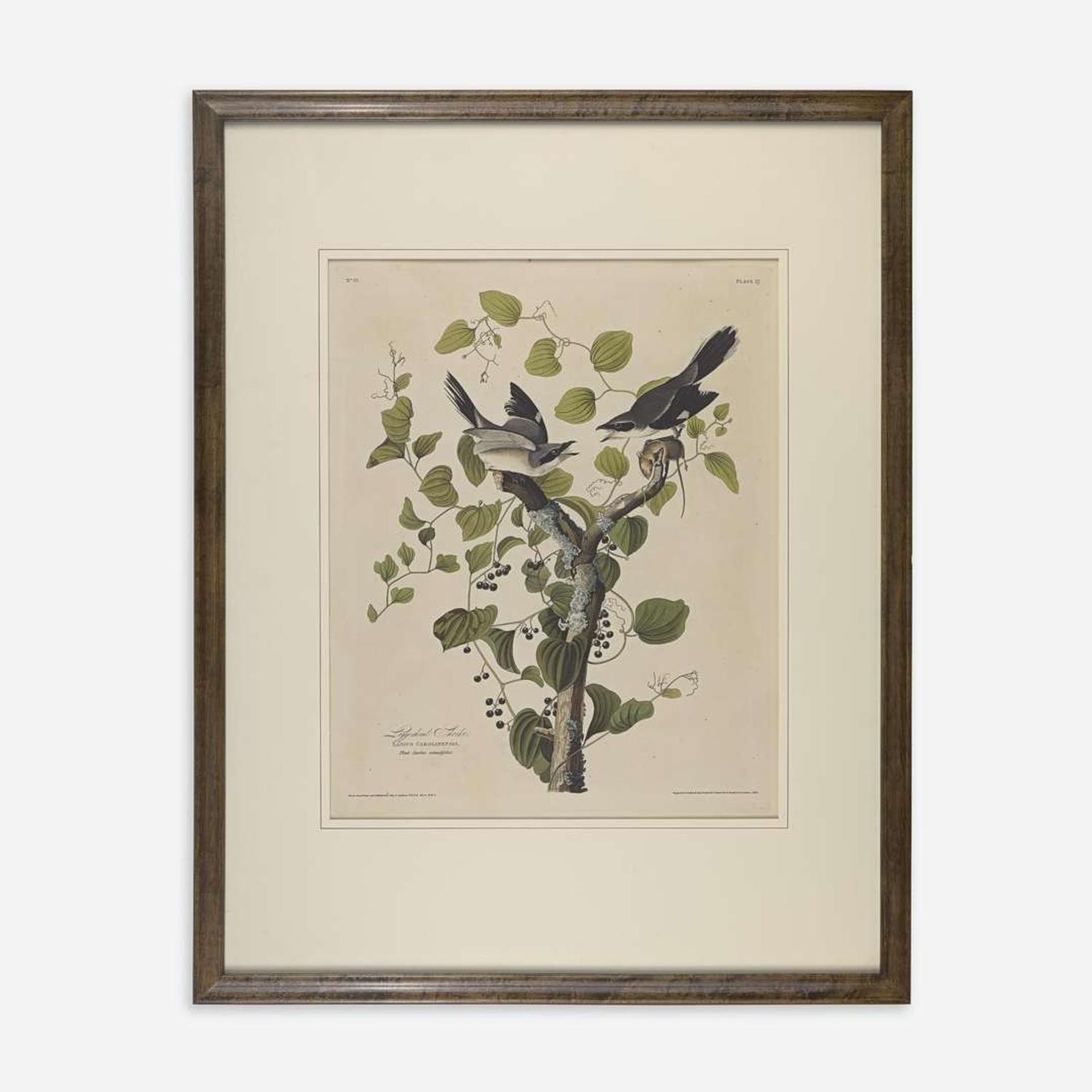[Prints] Audubon, John James Loggerhead Shrike