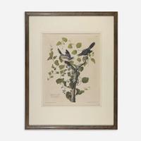 [Prints] Audubon, John James Loggerhead Shrike