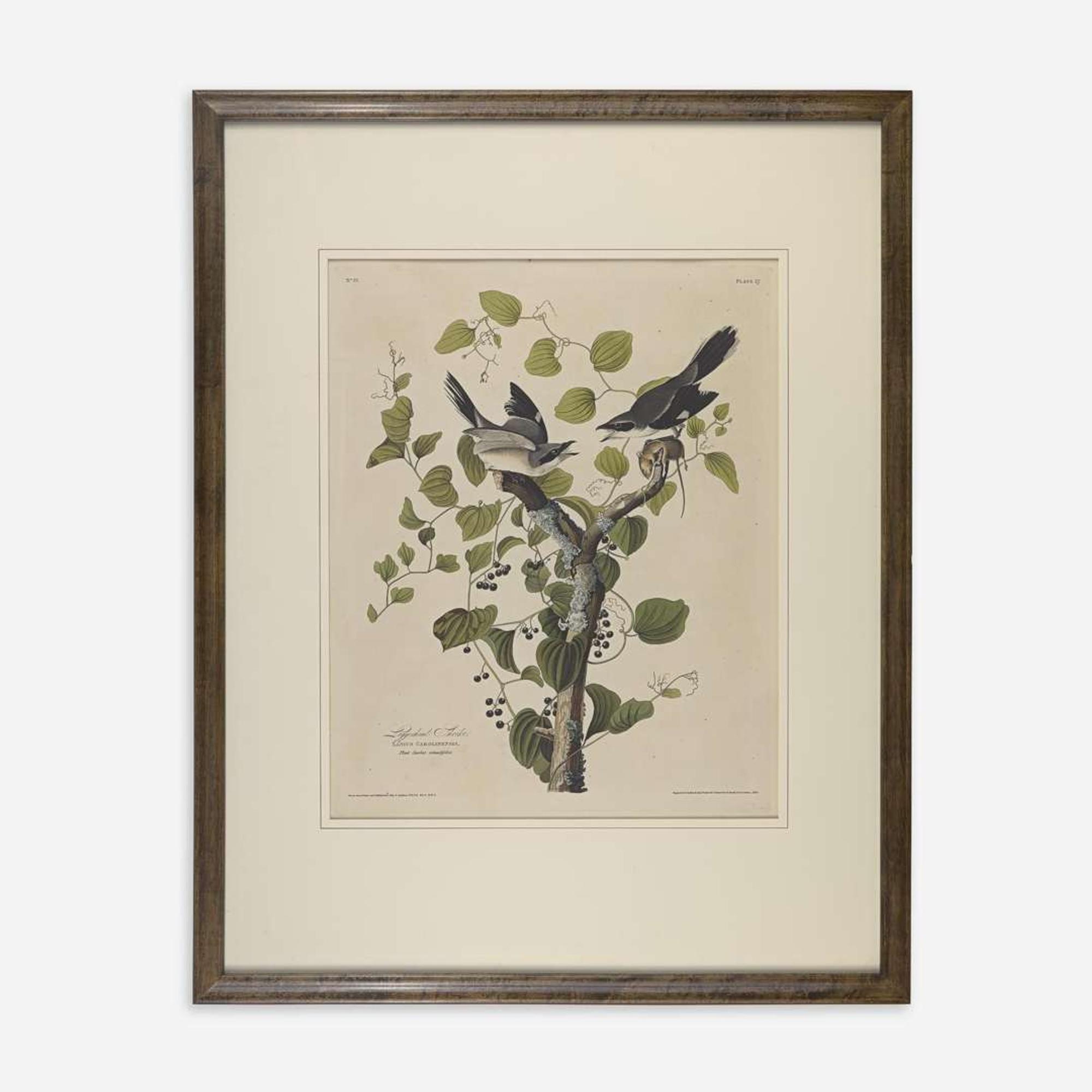 [Prints] Audubon, John James Loggerhead Shrike