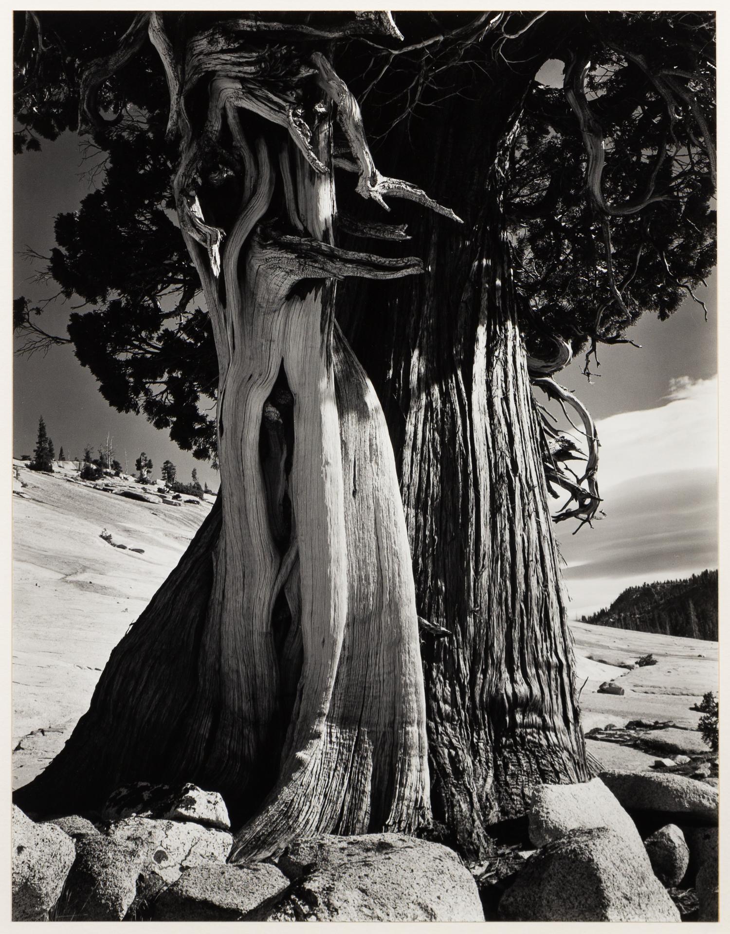 Juniper at Lake Tenaya
