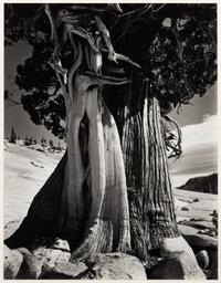 Juniper at Lake Tenaya
