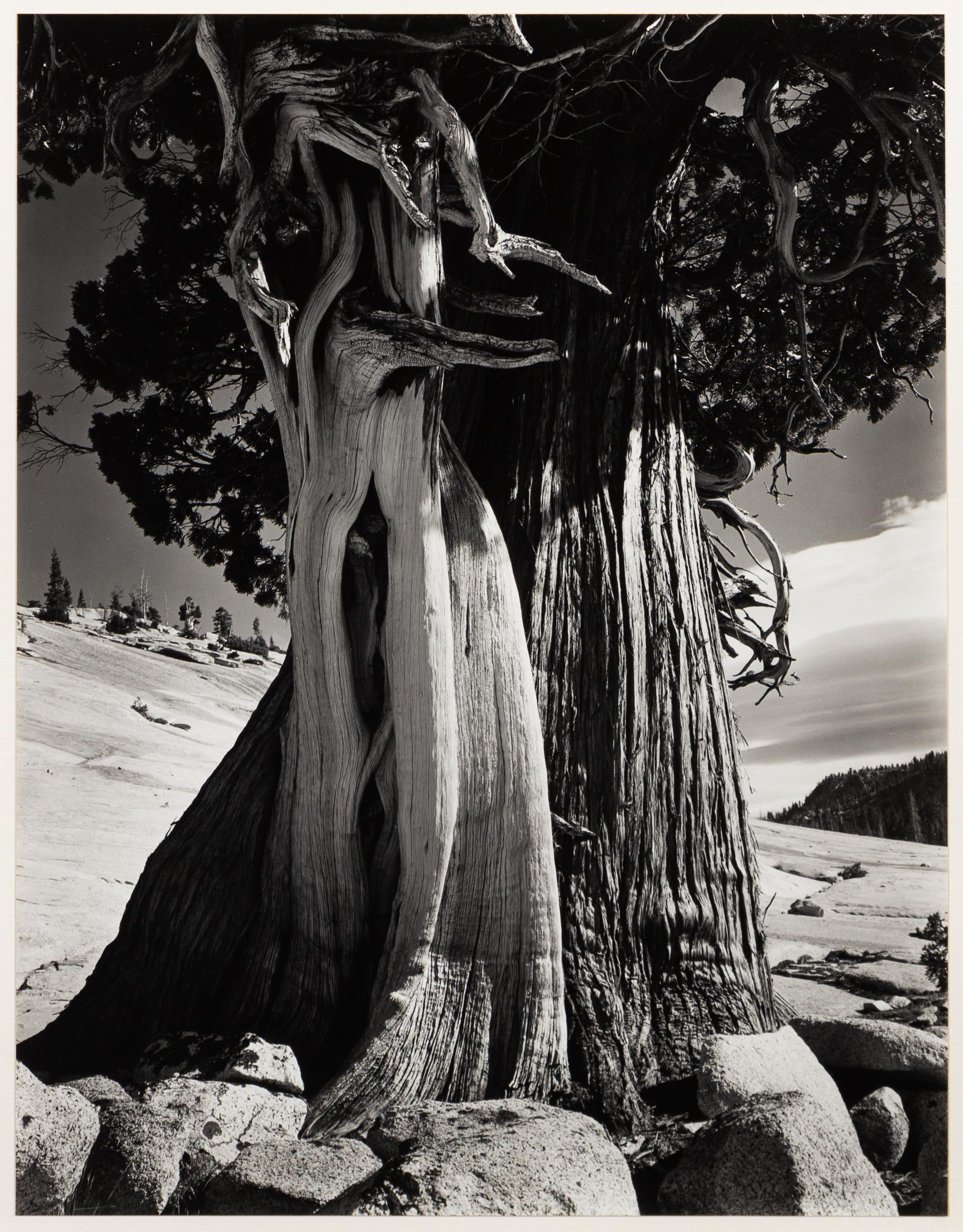 Juniper at Lake Tenaya