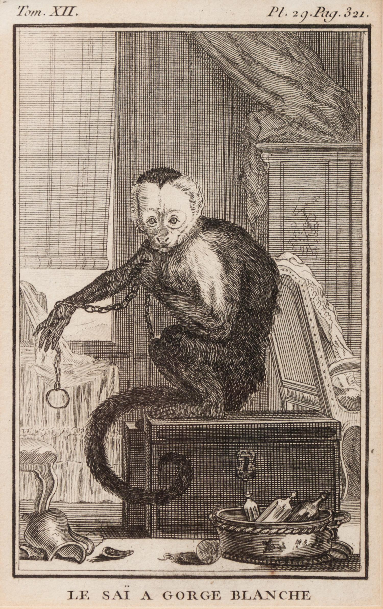 A Group of Four French Plates Depicting Copper Engravings of Primates 6 x 4 inches. — 20TH CENTURY