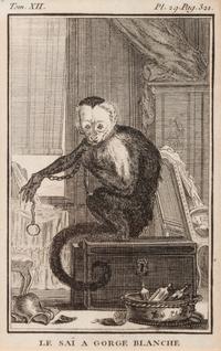 A Group of Four French Plates Depicting Copper Engravings of Primates 6 x 4 inches. — 20TH CENTURY