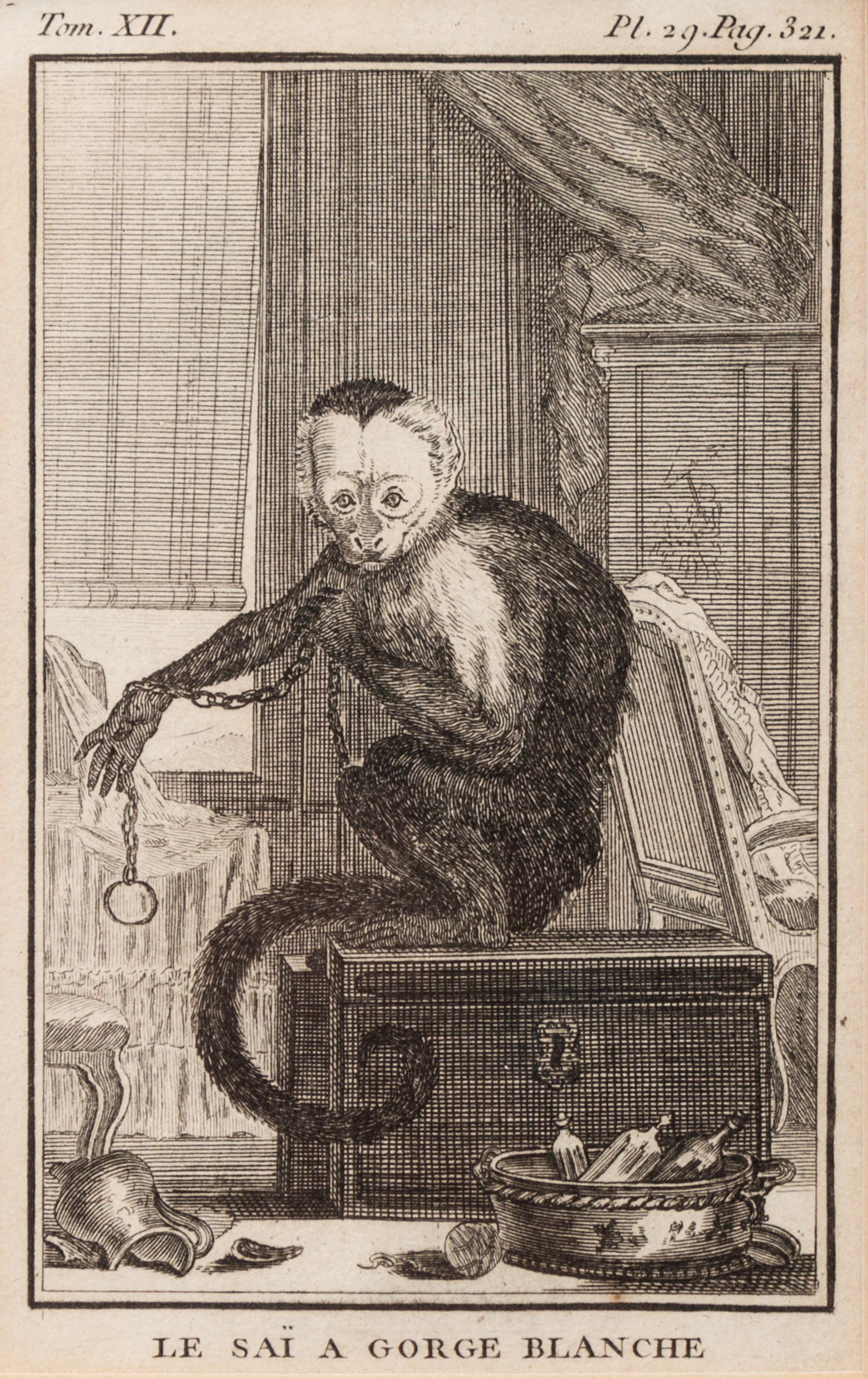 A Group of Four French Plates Depicting Copper Engravings of Primates 6 x 4 inches. — 20TH CENTURY