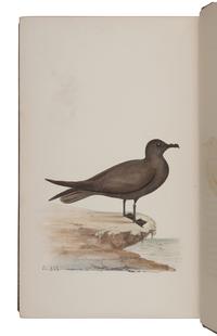 MEYER, Henry Leonard (1797-1865). Coloured Illustrations of British Birds and their Eggs . London: Willis and Sotheran, 1857 (vols. I & VII); G.W. Nickisson, 1844 (vol. II); Simpkin, Marshall, & Co., 1846-1849 (vols. III-VI).