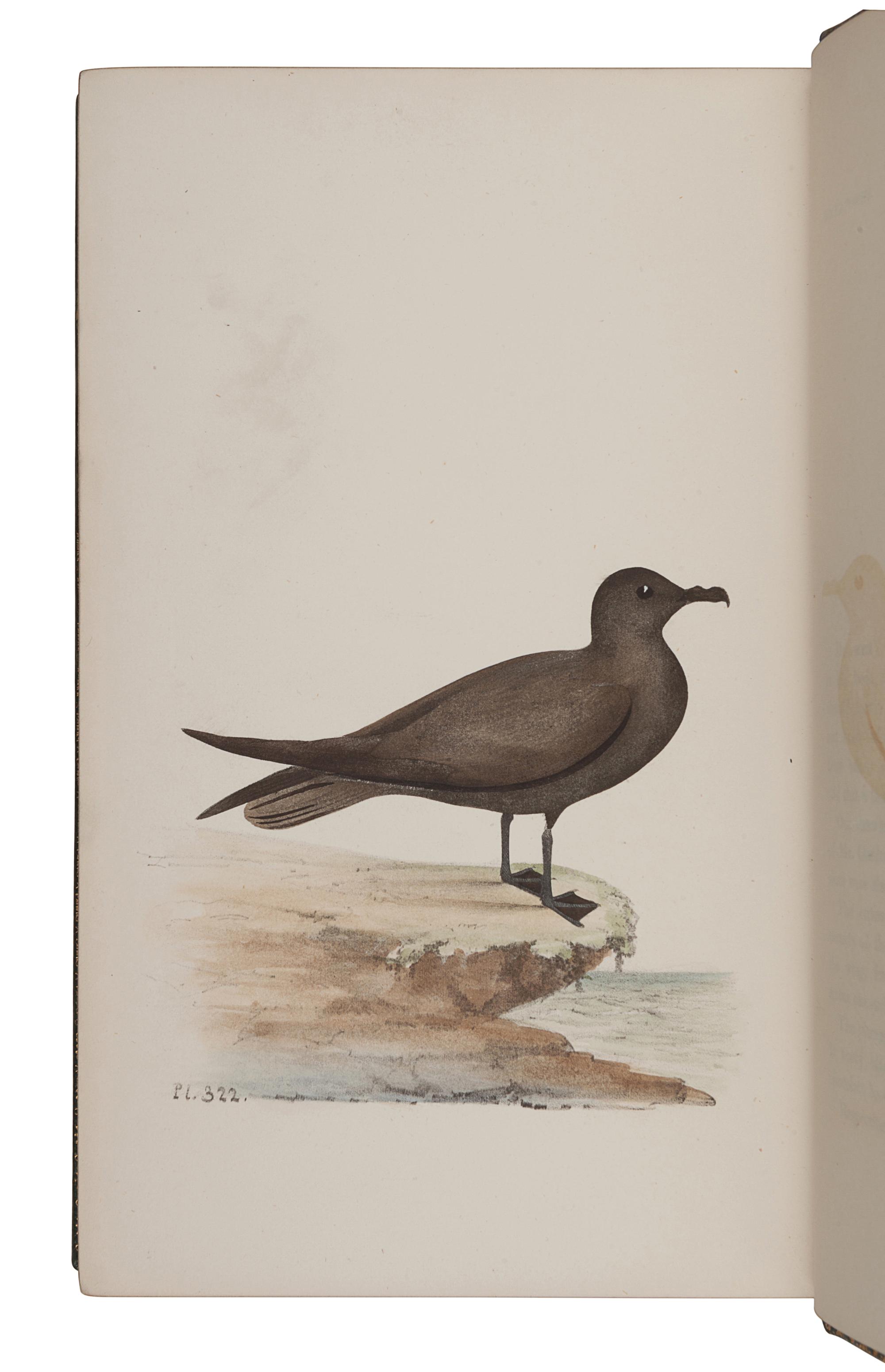 MEYER, Henry Leonard (1797-1865). Coloured Illustrations of British Birds and their Eggs . London: Willis and Sotheran, 1857 (vols. I & VII); G.W. Nickisson, 1844 (vol. II); Simpkin, Marshall, & Co., 1846-1849 (vols. III-VI).