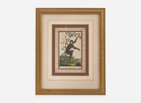 A set of six hand-colored engravings of various primates, published by John Wilkes (d. 1811), London, 1795-1796